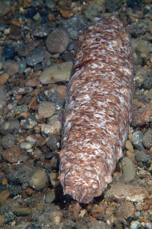 Holothuria forskali